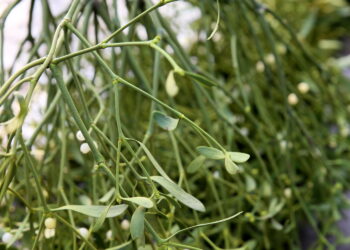 Jemioła coraz większym zagrożeniem dla drzew - Radio Kielce Jemioła coraz większym zagrożeniem dla drzew