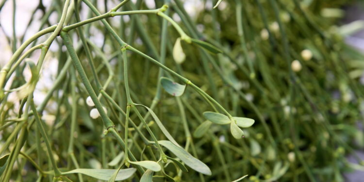 Jemioła coraz większym zagrożeniem dla drzew