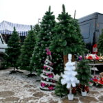 Choinki / Marzena Mąkosa / Radio Kielce