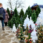 Choinki / Marzena Mąkosa / Radio Kielce