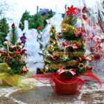 Choinki / Marzena Mąkosa / Radio Kielce