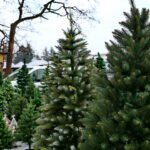 Choinki / Marzena Mąkosa / Radio Kielce