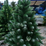 Choinki / Marzena Mąkosa / Radio Kielce