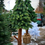 Choinki / Marzena Mąkosa / Radio Kielce