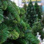 Choinki / Marzena Mąkosa / Radio Kielce