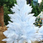 Choinki / Marzena Mąkosa / Radio Kielce