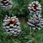 Stroiki / Marzena Mąkosa / Radio Kielce