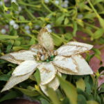 Stroik / Marzena Mąkosa / Radio Kielce