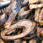 Kiermasz w Dworku Laszczyków. / Marzena Mąkosa / Radio Kielce