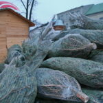 Akcja choinki dla słuchaczy na Rynku w Kielcach / Marzena Mąkosa / Radio Kielce