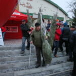 Choinki od Radia Kielce w Kazimierzy Wielkiej / Marzena Mąkosa / Radio Kielce