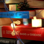 Choinka z książek w Bibliotece Uniwersytetu Jana Kochanowskiego w Kielcach / Marzena Mąkosa / Radio Kielce