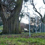 Siatka w Parku miejskim im. Stanisława Staszica / Marzena Mąkosa / Radio Kielce