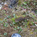 Spitsbergen / dr hab. Małgorzata Anna Jóźwiak i prof. dr hab. Marek Jóźwiak / Radio Kielce