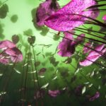 Krzemionki Opatowskie. Wystawa fotografii Fotografia Dzikiej Przyrody 2002 – 16 . Podwodny blask / Christian Vizl