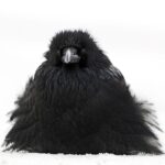 Krzemionki Opatowskie. Wystawa fotografii Fotografia Dzikiej Przyrody 2002 – 16 . Nastroszony / John E. Marriott