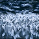 Krzemionki Opatowskie. Wystawa fotografii Fotografia Dzikiej Przyrody 2002 – 16 . Podwodny blask / Zsolt Kudich