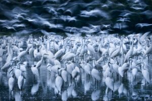 Krzemionki Opatowskie. Wystawa fotografii Fotografia Dzikiej Przyrody 2002 – 16 . Podwodny blask / Zsolt Kudich