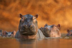 Krzemionki Opatowskie. Wystawa fotografii Fotografia Dzikiej Przyrody 2002 – 16 . Rozlewisko hipopotamów / David Fettes Zsolt Kudich