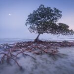 Krzemionki Opatowskie. Wystawa fotografii Fotografia Dzikiej Przyrody 2002 – 16 . Strażnik plaży / Mac Stone