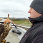 Sokoły będą odstraszać ptaki w ogrodzie botanicznym / Kamil Król / Radio Kielce