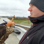 Sokoły będą odstraszać ptaki w ogrodzie botanicznym / Kamil Król / Radio Kielce