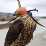 Sokoły będą odstraszać ptaki w ogrodzie botanicznym / Kamil Król / Radio Kielce