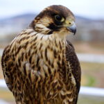 Sokoły będą odstraszać ptaki w ogrodzie botanicznym / Kamil Król / Radio Kielce