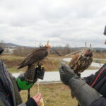 Sokoły będą odstraszać ptaki w ogrodzie botanicznym / Kamil Król / Radio Kielce