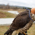 Sokoły będą odstraszać ptaki w ogrodzie botanicznym / Kamil Król / Radio Kielce