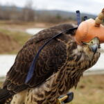 Sokoły będą odstraszać ptaki w ogrodzie botanicznym / Kamil Król / Radio Kielce