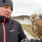 Sokoły będą odstraszać ptaki w ogrodzie botanicznym / Kamil Król / Radio Kielce