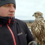 Sokoły będą odstraszać ptaki w ogrodzie botanicznym / Kamil Król / Radio Kielce