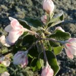 10.05.2017 Sandomierz. Duże szkody wyrządziły kolejne przymrozki w sandomierskich sadach / Grażyna Szlęzak-Wójcik - Radio Kielce / Przymrozki majowe wyrządziły duże straty w sandomierskich sadach