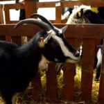 V edycja "Nocy Biologów" na Uniwersytecie Jana Kochanowskiego w Kielcach / Marzena Mąkosa / Radio Kielce