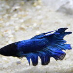 V edycja "Nocy Biologów" na Uniwersytecie Jana Kochanowskiego w Kielcach / Marzena Mąkosa / Radio Kielce