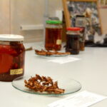 V edycja "Nocy Biologów" na Uniwersytecie Jana Kochanowskiego w Kielcach / Marzena Mąkosa / Radio Kielce