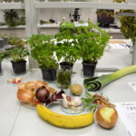 V edycja "Nocy Biologów" na Uniwersytecie Jana Kochanowskiego w Kielcach / Marzena Mąkosa / Radio Kielce