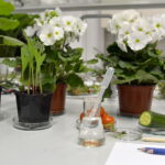 V edycja "Nocy Biologów" na Uniwersytecie Jana Kochanowskiego w Kielcach / Marzena Mąkosa / Radio Kielce