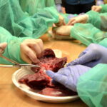 V edycja "Nocy Biologów" na Uniwersytecie Jana Kochanowskiego w Kielcach / Marzena Mąkosa / Radio Kielce