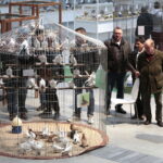 Wystawa Gołębi Rasowych w Targach Kielce / Marzena Mąkosa / Radio Kielce