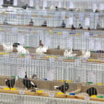 Wystawa Gołębi Rasowych w Targach Kielce / Marzena Mąkosa / Radio Kielce