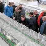 Wystawa Gołębi Rasowych w Targach Kielce / Marzena Mąkosa / Radio Kielce