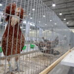 Wystawa Gołębi Rasowych w Targach Kielce / Marzena Mąkosa / Radio Kielce