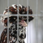 Wystawa Gołębi Rasowych w Targach Kielce / Marzena Mąkosa / Radio Kielce