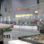 Wystawa Gołębi Rasowych w Targach Kielce / Marzena Mąkosa / Radio Kielce