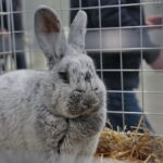 Króliki w Targach Kielce / Marzena Mąkosa / Radio Kielce