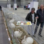 Króliki w Targach Kielce / Marzena Mąkosa / Radio Kielce