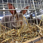 Króliki w Targach Kielce / Marzena Mąkosa / Radio Kielce