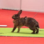 Króliki w Targach Kielce / Marzena Mąkosa / Radio Kielce